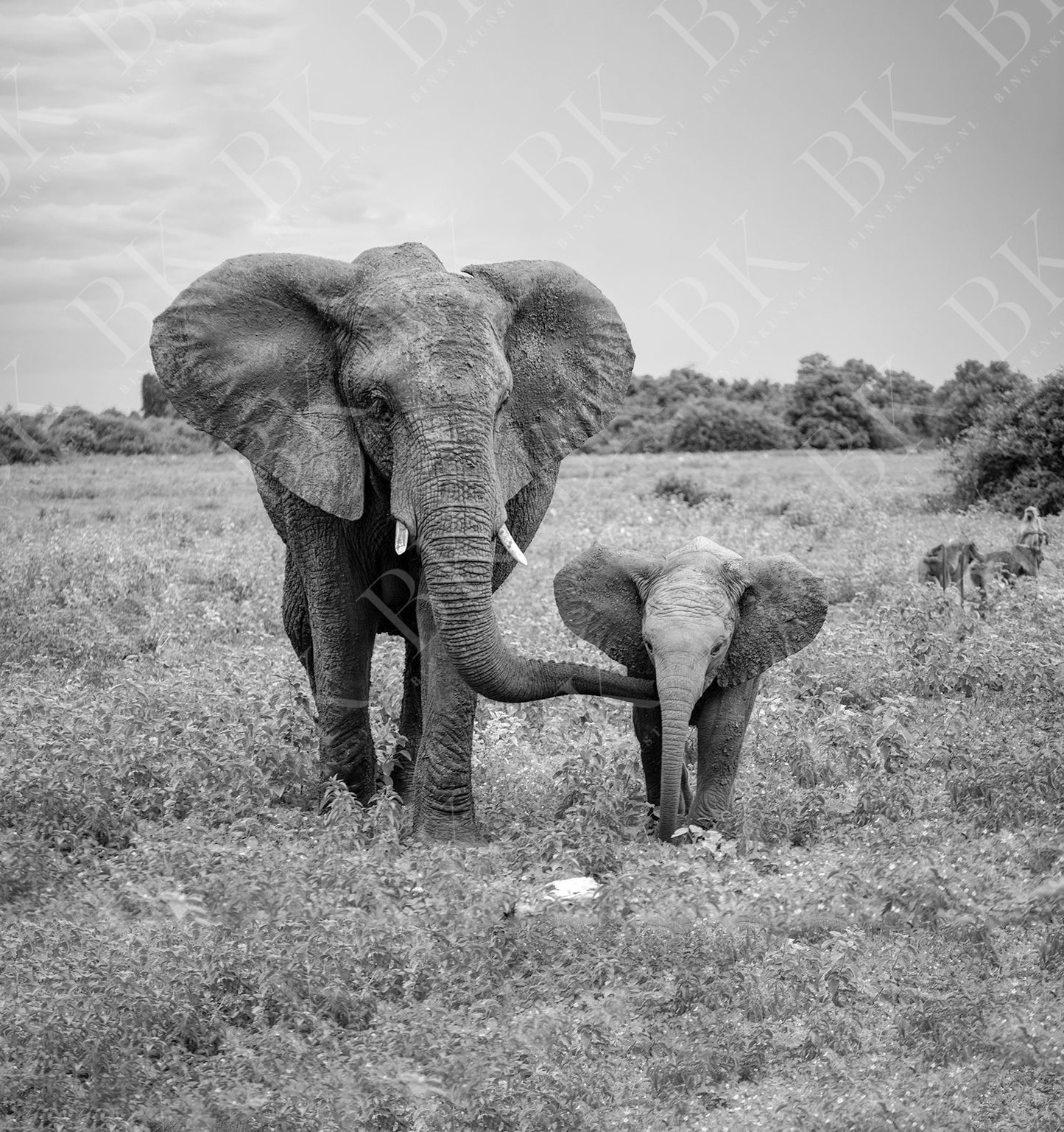 Olifant in zwart-wit - Binnenkunst.nl