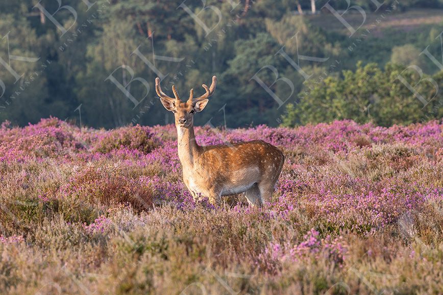 Hert in de heide - Binnenkunst.nl